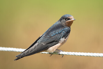 Swallow on a string