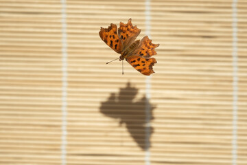 Butterfly shadow