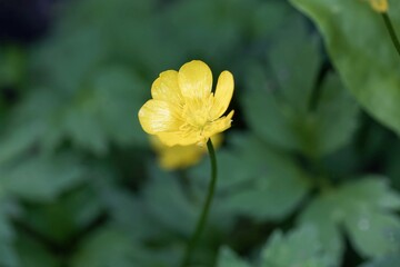 Flower of a creeping buttercup, Ranunculus repens