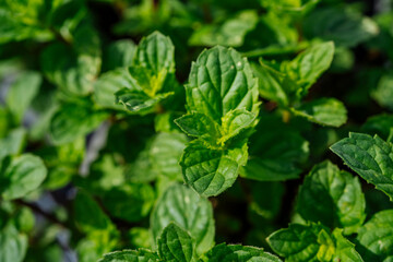 Mint plant grow at vegetable garden. Ecology natural creative concept. Top view nature background with spearmint herbs.