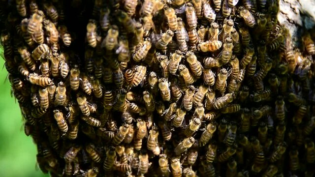 Wild bees. A swarm on a tree. Wild bees of the Primorsky Territory of Russia. Bees are one and a half times smaller than domestic ones, and often migrate through the forest, changing the hollows.