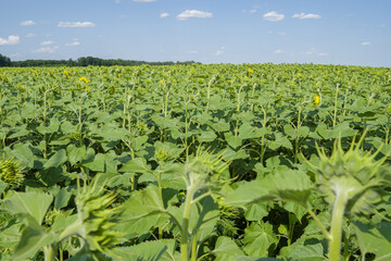 field of young sunflowers on a sunny day.