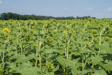 Fototapeta na wymiar field of young sunflowers on a sunny day.