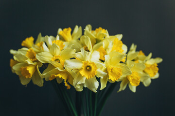 Bouquet of yellow daffodils on a gray background. Concept springtime.