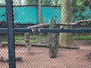 Peacock in the zoo