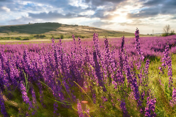 Sunset on a field covered with wildflowers in the summer season against the backdrop of a cloudy sky. Summer sunset in a blooming field of purple flowers. Selective focus of the image