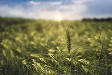 Ripening of agricultural crops. Ear of wheat or barley ripens in the field. Selective focus image