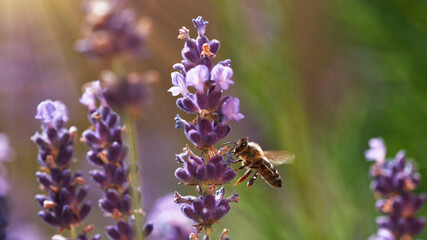 Detail of bee gathering pollen from lavender blossoms