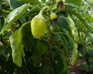 Fresh healthy unripe green paprika wet from rain, rain drops on vegetable in garden
