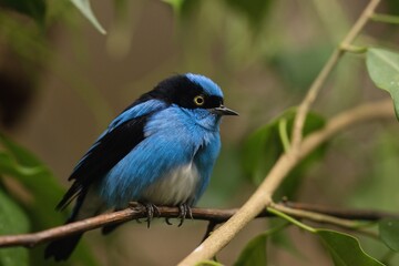 blue dacnis on a branch