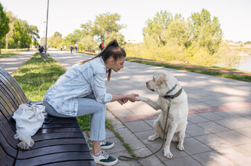 Young woman shaking hands and paw as hello with her pet dog Labrador Retriever outdoor in the park 