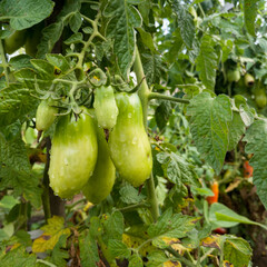 Fresh healthy unripe green tomatoes wet from rain, rain drops on vegetable in garden