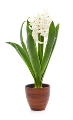 White hyacinth in a pot.