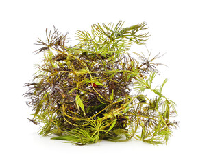 Bunch of green algae.