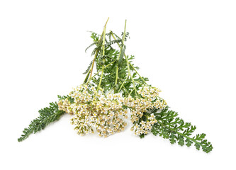 Fresh and dried yarrow flowers. © voren1