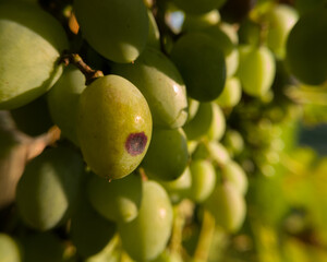 Close up of green grapes with illness, damaged crop
