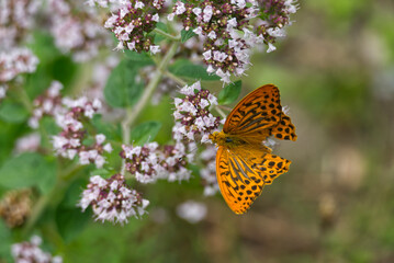 Silver-washed Fritillary butterfly (Argynnis paphia) with open wings sitting on white flower in Zurich, Switzerland