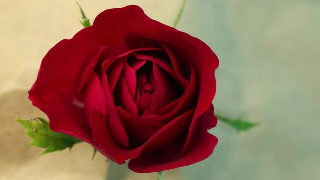 Top view of blooming red rose which is opening and closing its petals filmed in timelapse. Loop footage of blossoming and fading flower in macro. A growing soft plant in closeup. Concept of the flora.