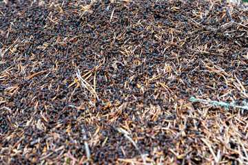 Anthill with many ants on the surface. Black forest ants