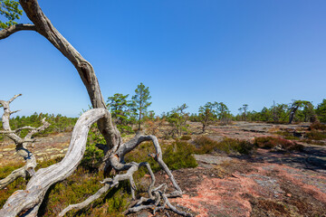 Fallen and dead pine tree on a rugged rock along the Grottstigen cave nature trail at Geta in Åland Islands, Finland, on a sunny day in the summer.