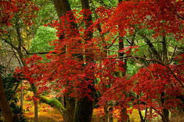 Autumn park with bright red maple leaves