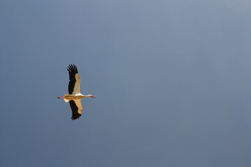 European white stork (Ciconia ciconia) flying in over blue sky