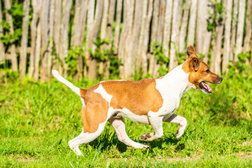 Jack Russell Terrier while running. Against the background of green grass and a wooden fence.