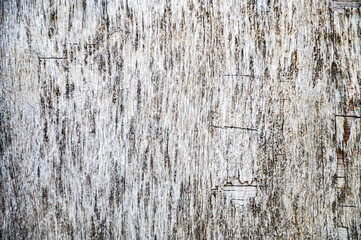 Wood texture close up. Wood decay with wood termites. Old grunge textured wooden background
