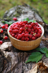 Gardening and agriculture. Berry harvest. Raspberries with green leaves in a wooden bowl on an old tree. Summer, a sunny day. Background image, copy space