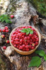 Gardening and agriculture. Berry harvest. Raspberries with green leaves in a wooden bowl on an old tree. Summer, a sunny day. Background image, copy space