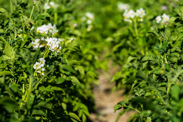  Blooming green potatoes in the beds with white flowers.