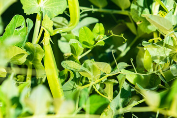 Green beans or beans in pods on a green background. Stems and leaves are visible.