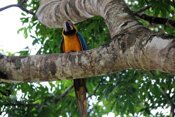 Parrot in a tree posing for photography.