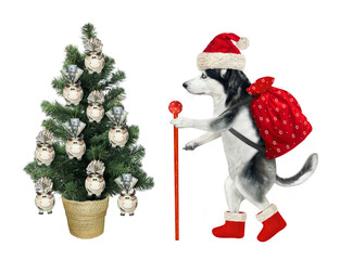 A dog husky in a Santa Claus clothing with a staff and a bag is walking near a Christmas tree. White background. Isolated.