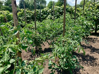 Fototapeta na wymiar rows of tomatoes in the garden
