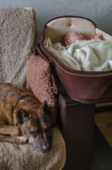 Dog and baby in the cradle. Focusing on the child