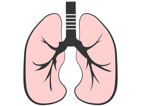 Drawing of healthy lungs, on a white colored background