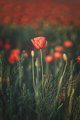 Bright red poppy on a background of green meadows. Soft focus