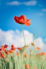 Bright red poppy on a background of blue sky and clouds on a sunny day. Soft focus