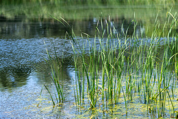 landschaft mit blumen und tieren © april7544
