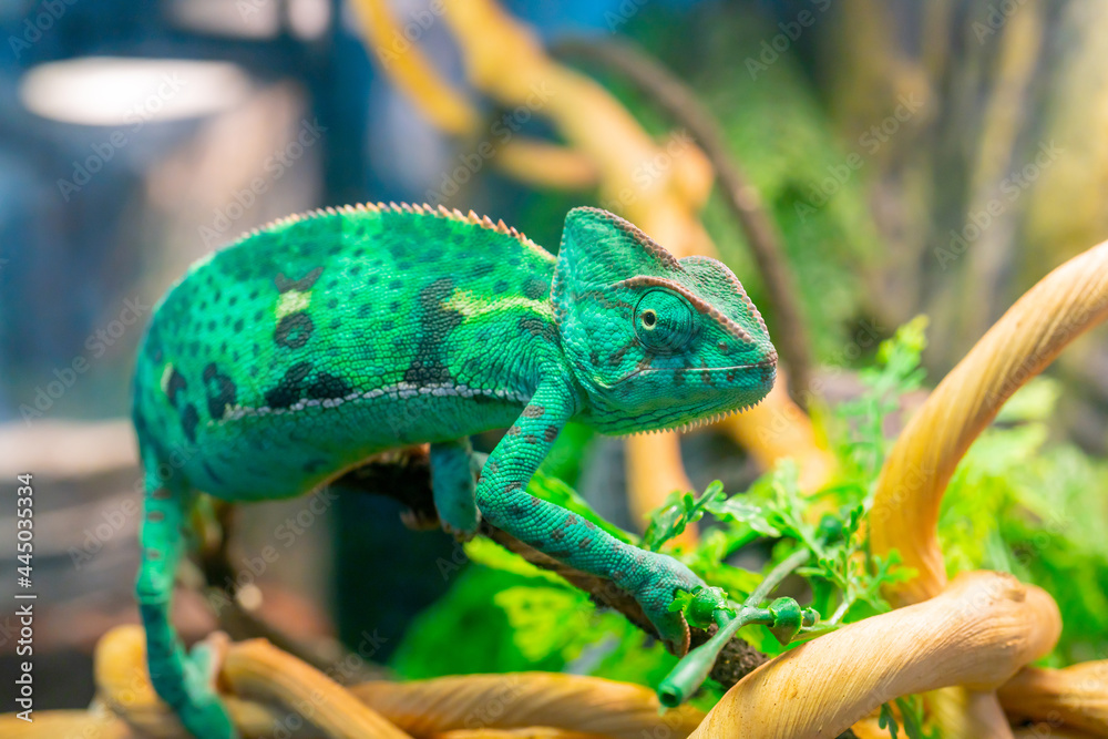 Poster Selective focus shot of a young green chameleon on a branch