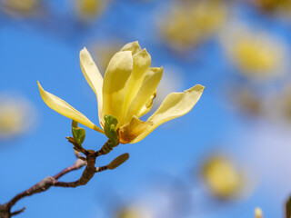 Yellow magnolia with blue sky background.