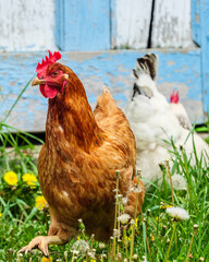Brown chicken near a rustic blue and white shed.