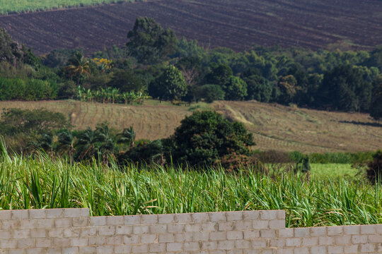 Sugar cane plantation and concrete wall. Urban exodus concept image. Space for text.