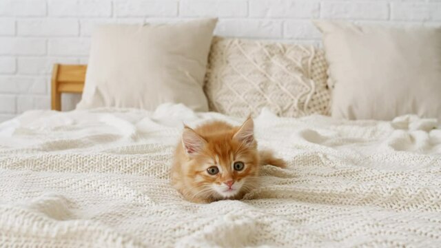 4k Ginger Cat hunting for a mouse on a white bed. Funny red Kitten trying to catch the toy slow motion. High quality 4k footage