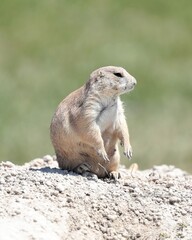 A Cute Little Prairie Dog Near the Badland National Park in South Dakota
