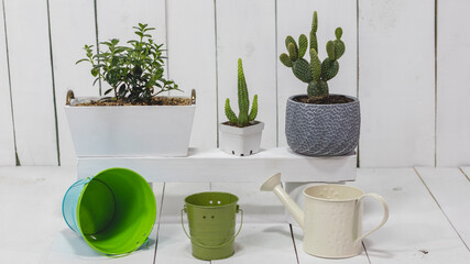 Image of the interior of a house with plants, cactus, buckets and a watering can, with a painted wooden background.