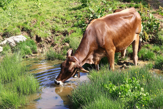 Eine Kuh trinkt in einem Bach Wasser. Trinkendes Braunvieh