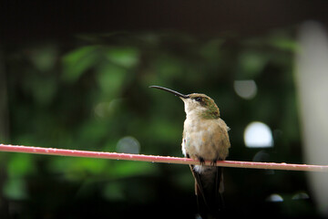 Hummingbird on a rainy day in my backyard 5
