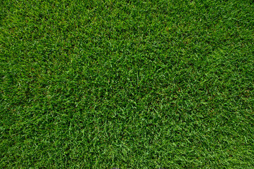 Beautiful wet natural grass on the sport pitch